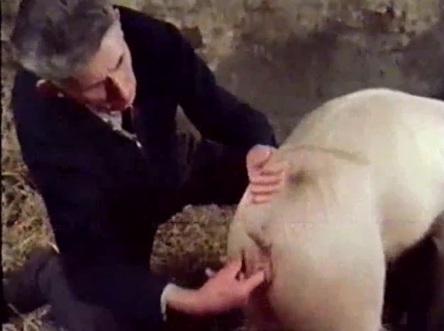 Homem fazendo sexo com porca