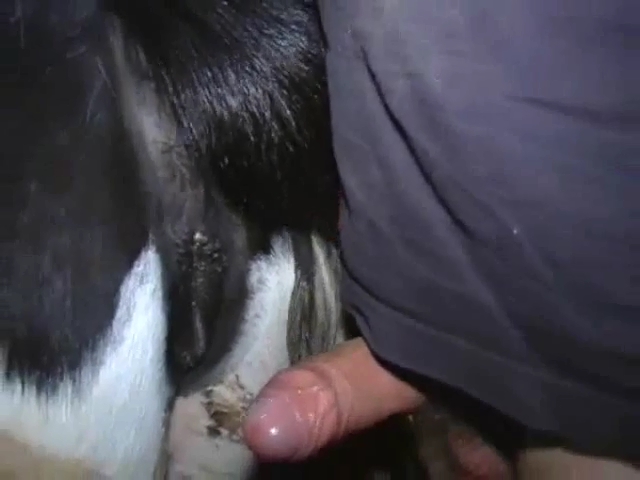 Fazendeiro comendo a buceta da vaca